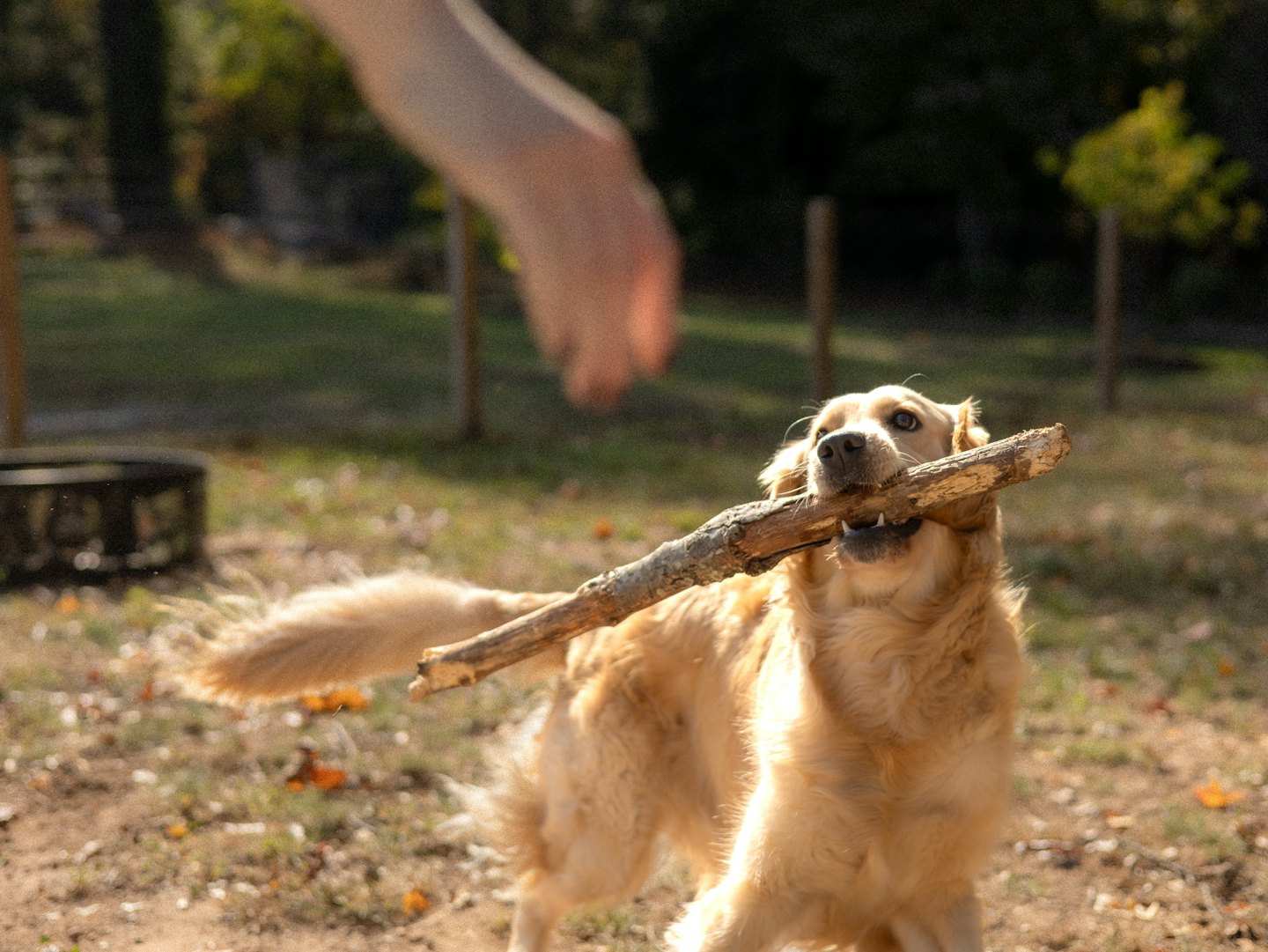 Zlatý retriever nesie vonku veľkú palicu.
