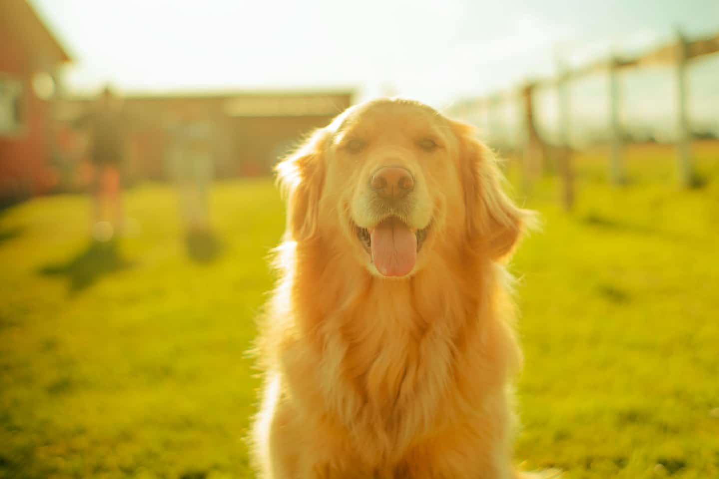 Zlatý retriever sedí na trávnatej lúke.